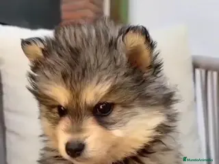 Raza Mixta perros Pomsky - Anuncio 1