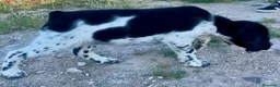 Épagneul Breton perros en venta: Epagneul bretón  - Anuncio 3