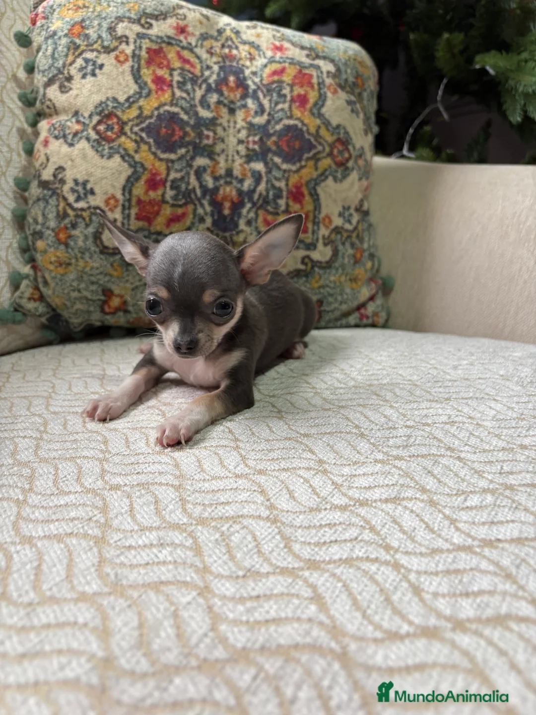 Chihuahua perros en venta: Chihuahua mini Toy hembra blue tri - Anuncio 5
