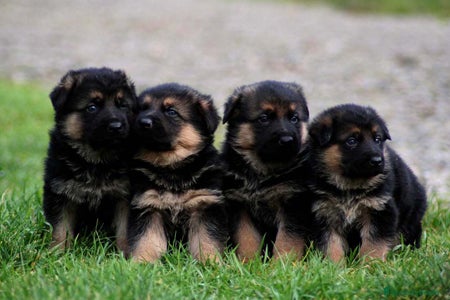 Pastor Alemán perros Excelentes cachorros de Pastor Aleman  - Anuncio 2
