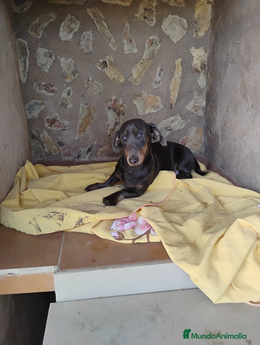 Teckel perros en venta: Macho teckel blue  - Anuncio 4