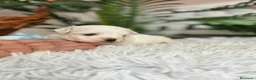 Bichón Maltés perros en venta: BICHON MALTES DISPONIBLE - Anuncio 10