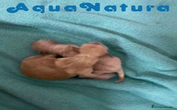 Caniche Enano perros en venta: Havapoo Camada de Mina y Can AQUANATURA - Imagen 2