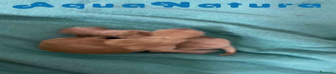 Caniche