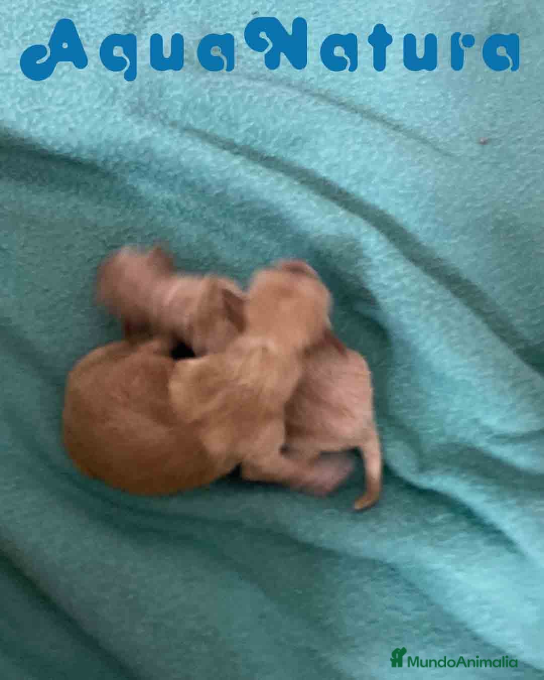 Caniche Enano perros en venta: Havapoo Camada de Mina y Can AQUANATURA - Imagen 2