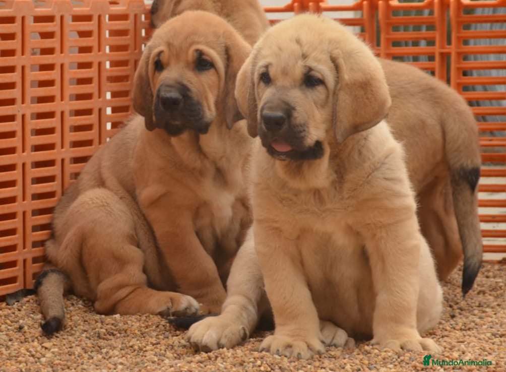 Mastín Español perros Mastín leones  - Anuncio 1