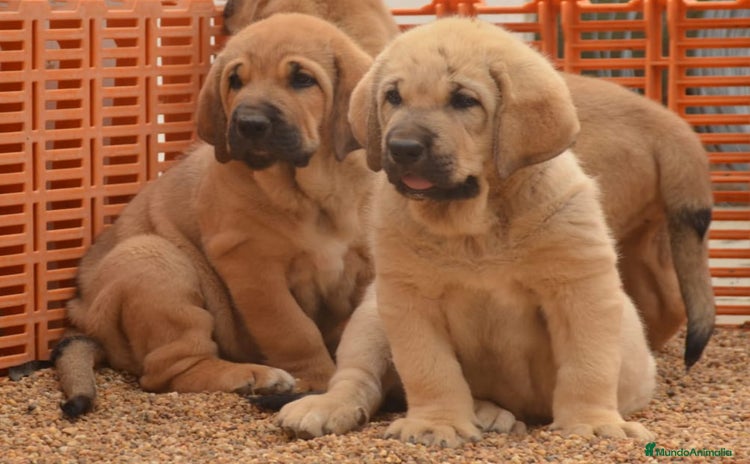 Mastín Español perros - Anuncio 1