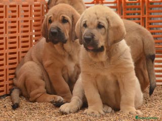 Mastín Español perros Mastín leones - Anuncio 32