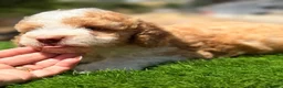 Perro de Agua Español perros en venta: Perro de agua español  - Anuncio 8