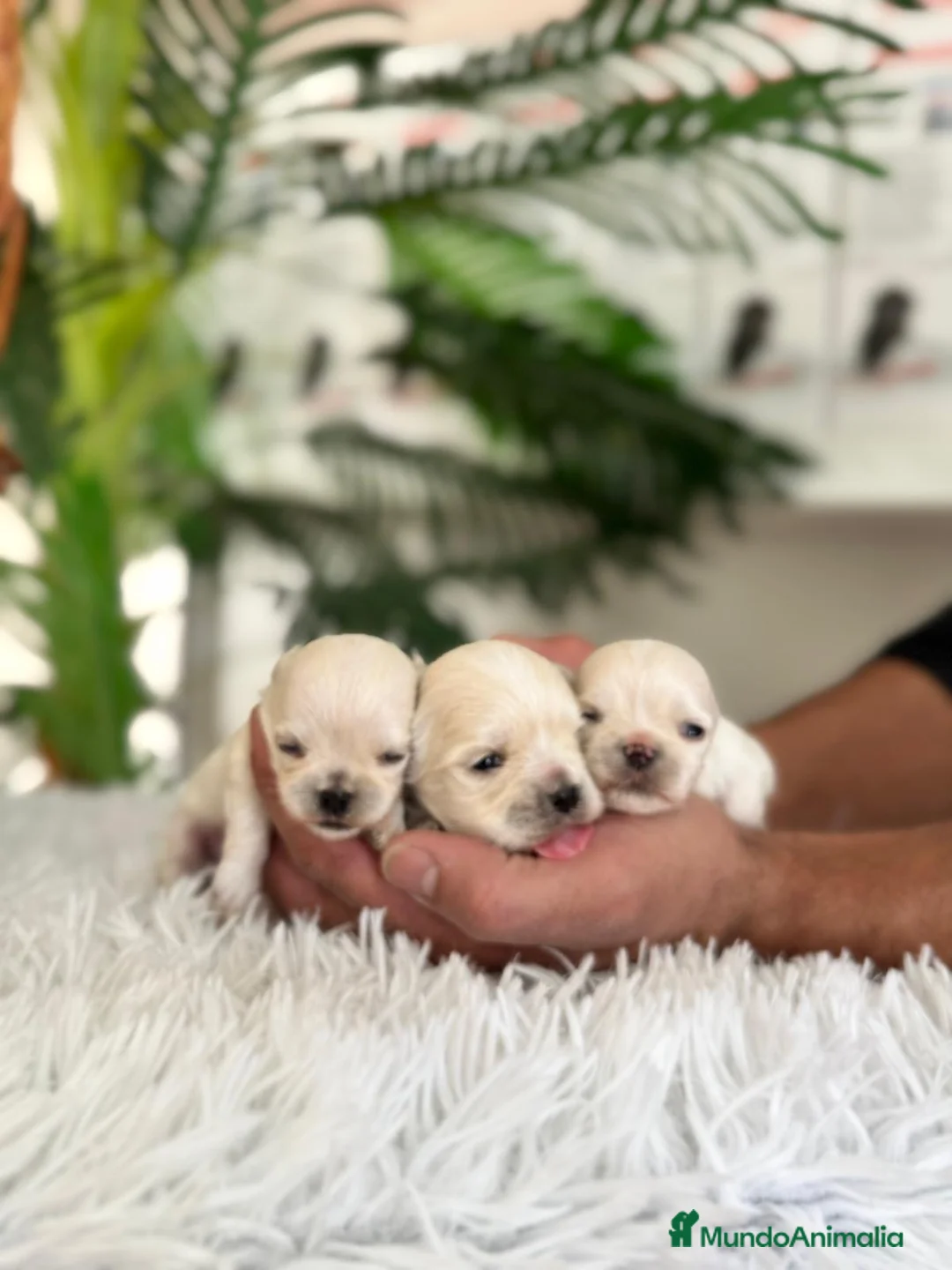 Bichón Maltés perros en venta: BICHÓN MALTÉS 100% COREANO - Anuncio 11
