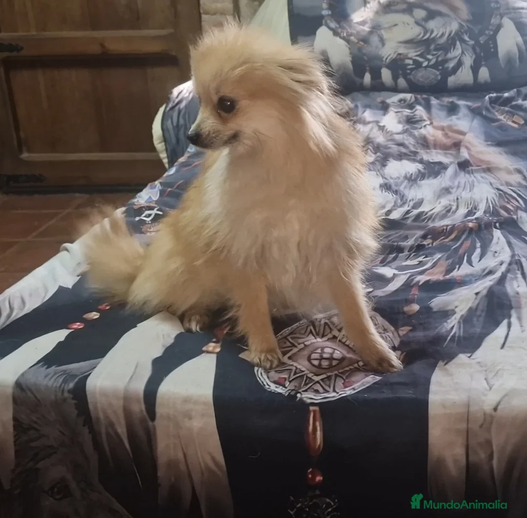 Pomerania perros en venta: Pomerania toy - Anuncio 4