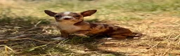 Chihuahua perros en venta: Chihuahua Merle chocolate  - Anuncio 2