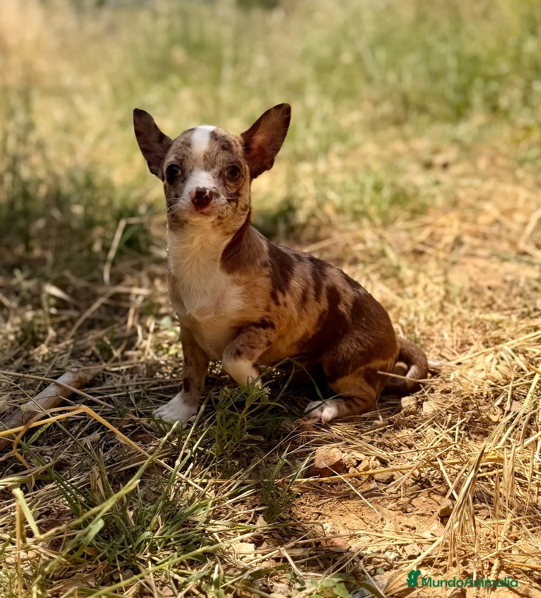 Chihuahua perros en venta: Chihuahua Merle chocolate  - Anuncio 2