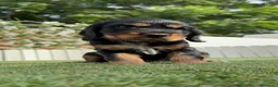 Cocker Spaniel Inglés perros en venta: COCKER SPANIEL INGLÉS  - Anuncio 20