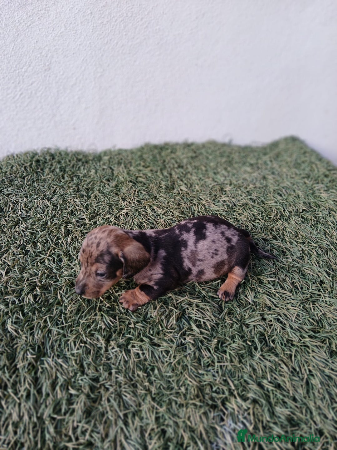 Teckel Miniatura perros en venta: camada teckel arlequín y todos los colores  - Anuncio 21