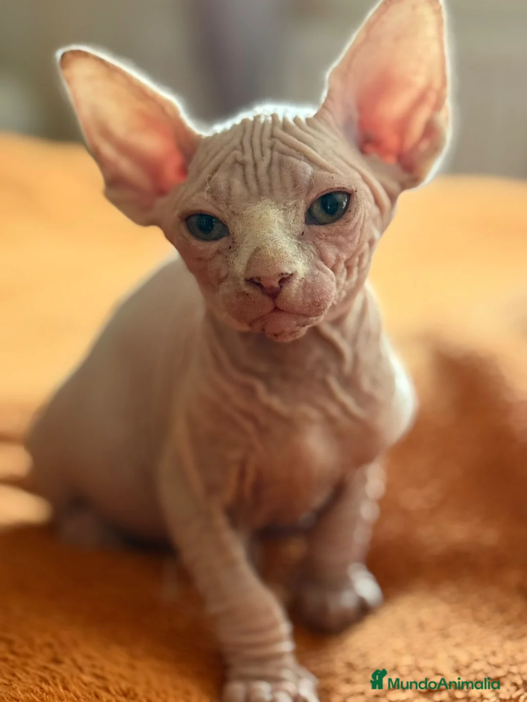 Sphynx gatos en venta: Gatita sphynx espectacular! - Anuncio 1