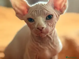 Sphynx gatos Gatita sphynx espectacular! - Anuncio 9