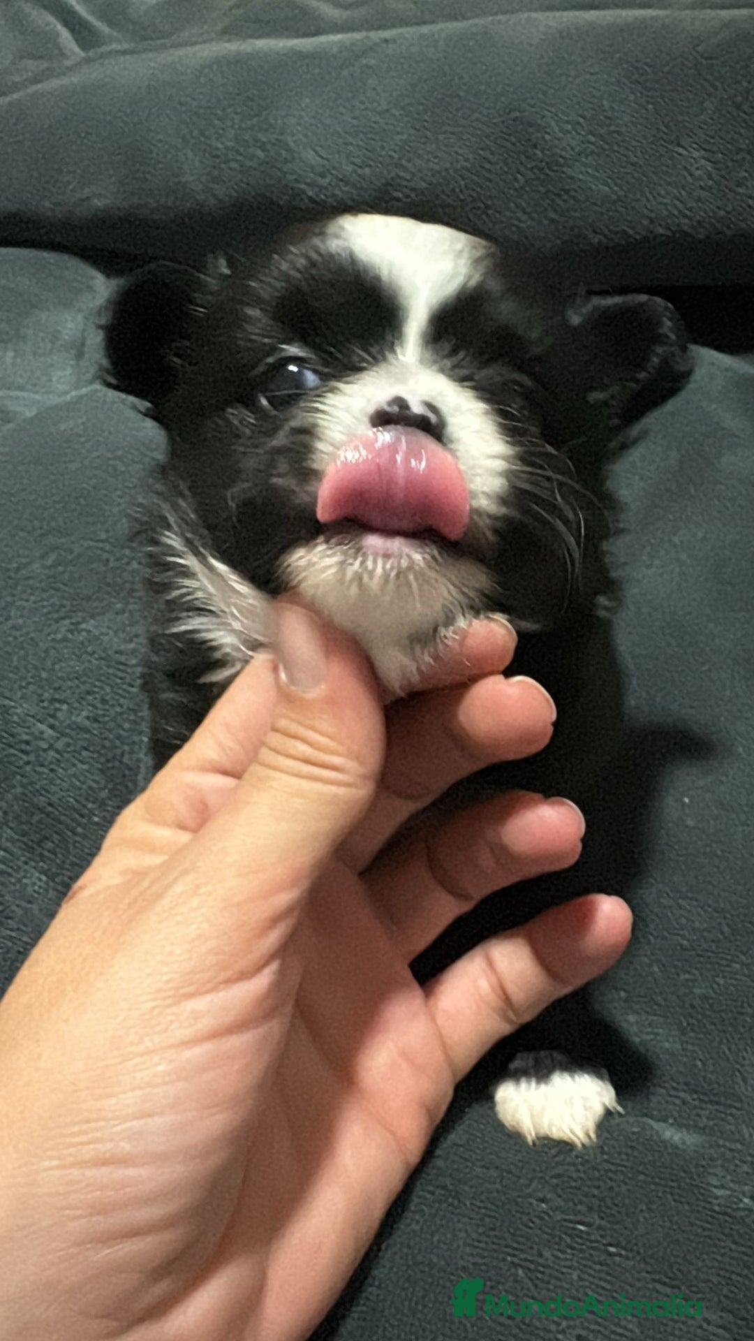 Chihuahua perros en venta: Chihuahua toy rusos pelo largo  - Anuncio 6