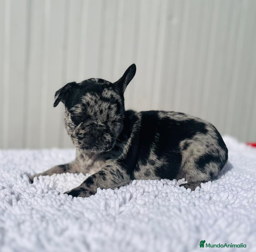 Bulldog Francés perros en venta: Macho de Bulldog Frances merle cachorro - Anuncio 1