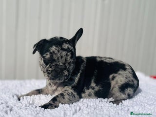 Bulldog Francés perros Macho de Bulldog Frances merle cachorro - Anuncio 4