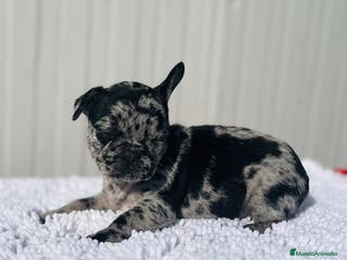 Bulldog Francés perros Macho de Bulldog Frances merle cachorro - Anuncio 16