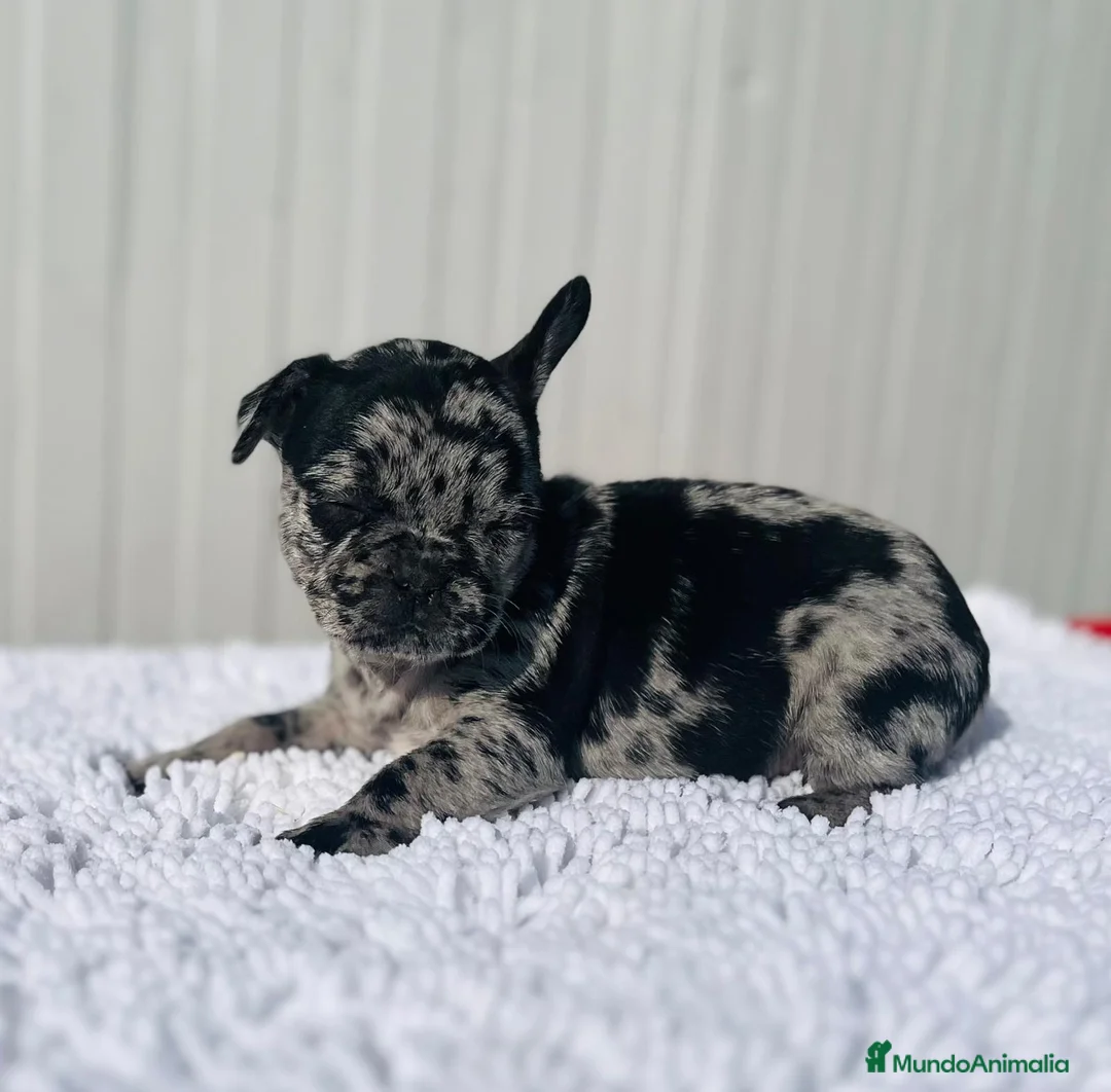 Bulldog Francés perros en venta: Macho de Bulldog Frances merle cachorro - Anuncio 1