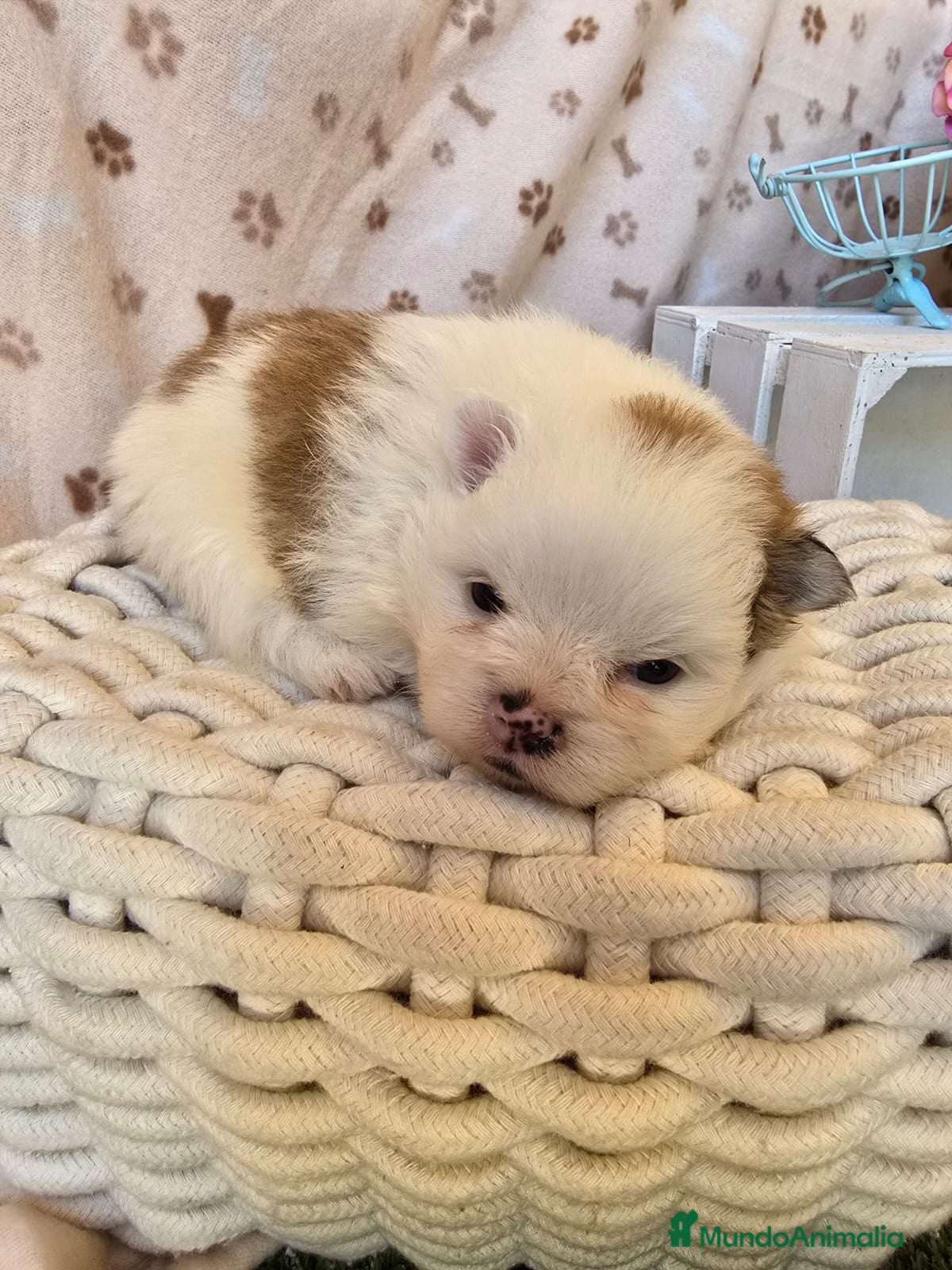 Pomerania perros CACHORRO POMERANIA - Anuncio 3