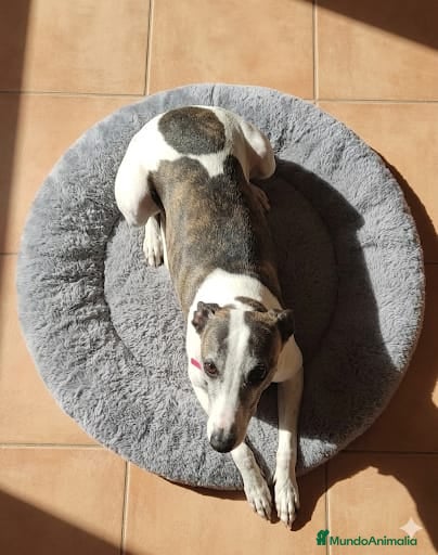 Whippet perros WHIPPET ADULTA - Anuncio 1