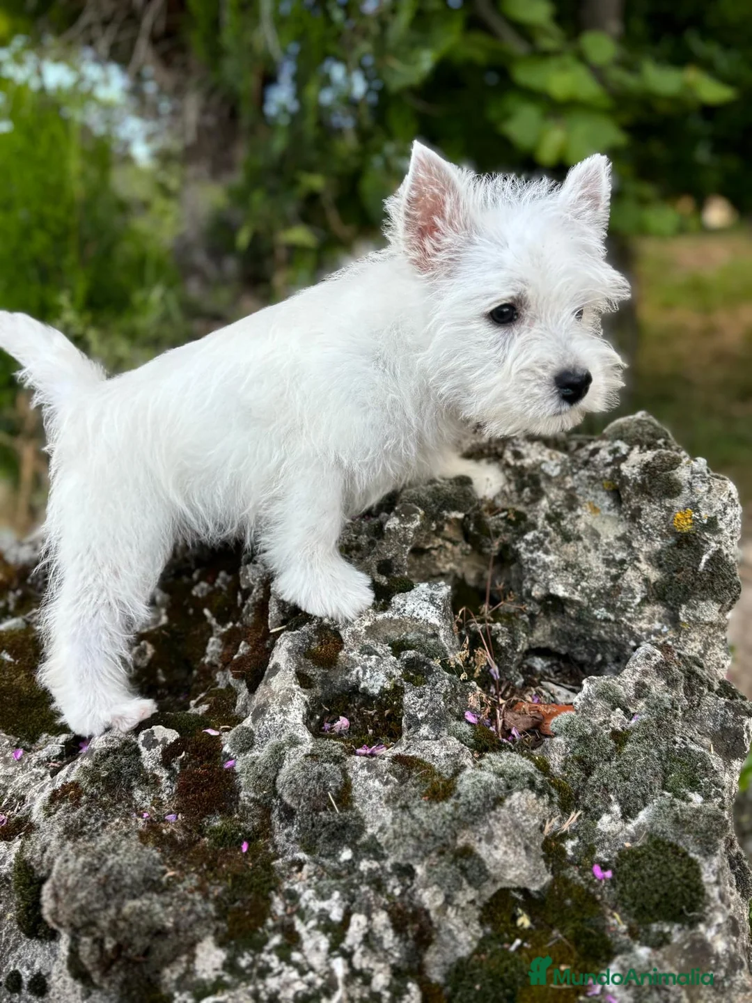 West Highland White Terrier perros en venta: Westys simpatiquisimas cachorritas !! - Anuncio 2