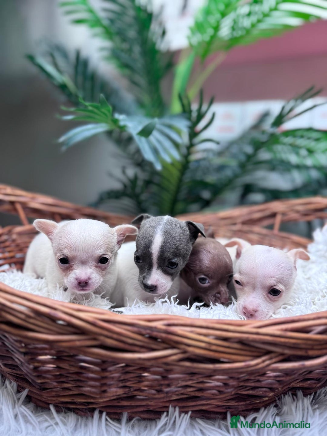 Chihuahua perros en venta: CHIHUAHUA  - Anuncio 3