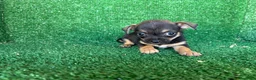 Chihuahua perros en venta: chihuahua - Anuncio 10