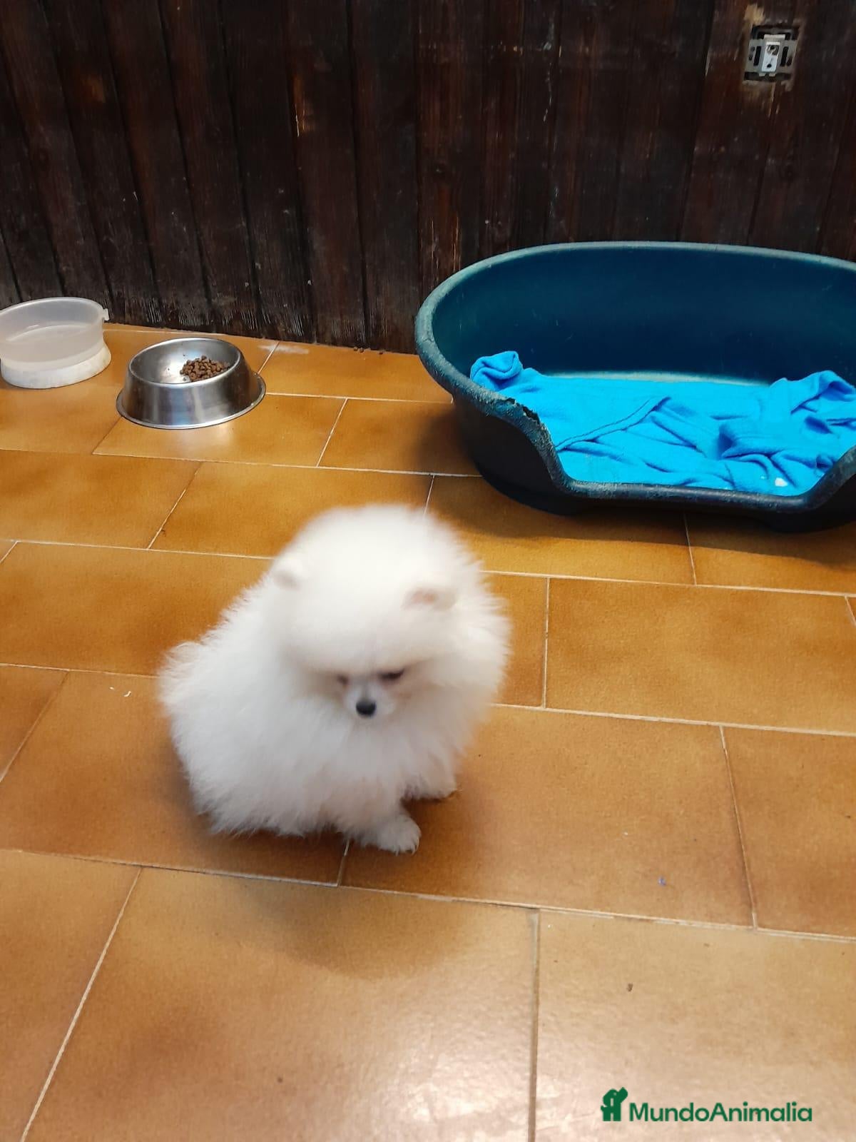 Pomerania perros Pomeranian toy - Anuncio 2
