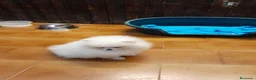 Pomerania perros en venta: Pomeranian toy - Anuncio 2