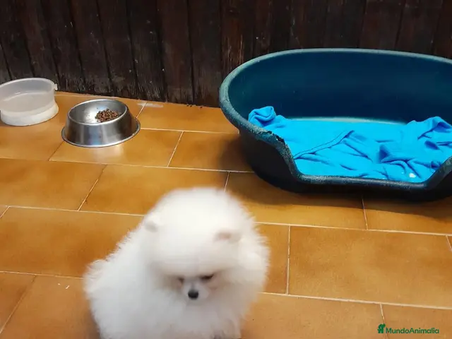 Pomerania perros Pomeranian toy - Anuncio 2