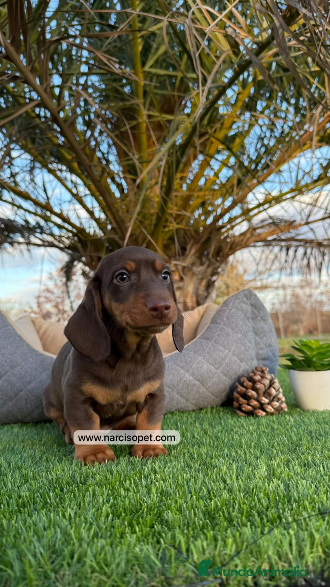 Teckel Miniatura perros en venta: VENTA DE TECKEL CHOCOLATE - Anuncio 5