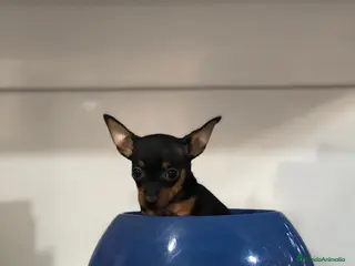 Pinscher Miniatura perros Pincher mini - Anuncio 9
