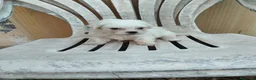 Bichón Maltés perros en venta: Cachorros de bichón maltés  - Anuncio 1
