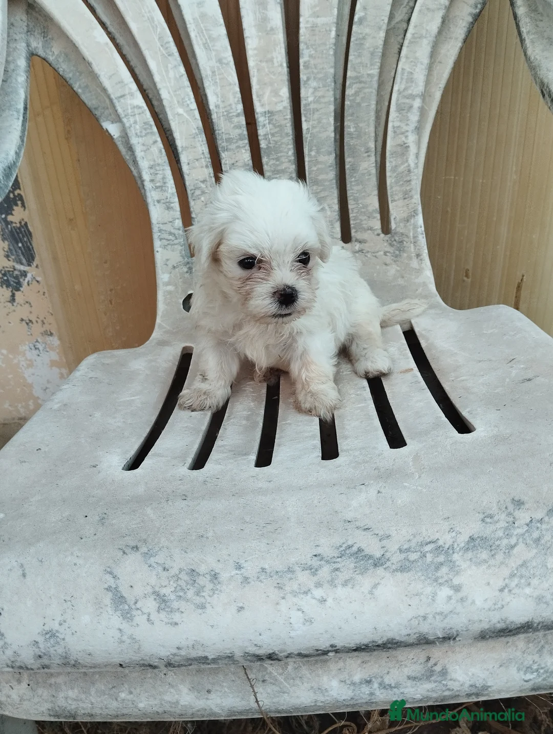 Bichón Maltés perros en venta: Cachorros de bichón maltés  - Anuncio 1