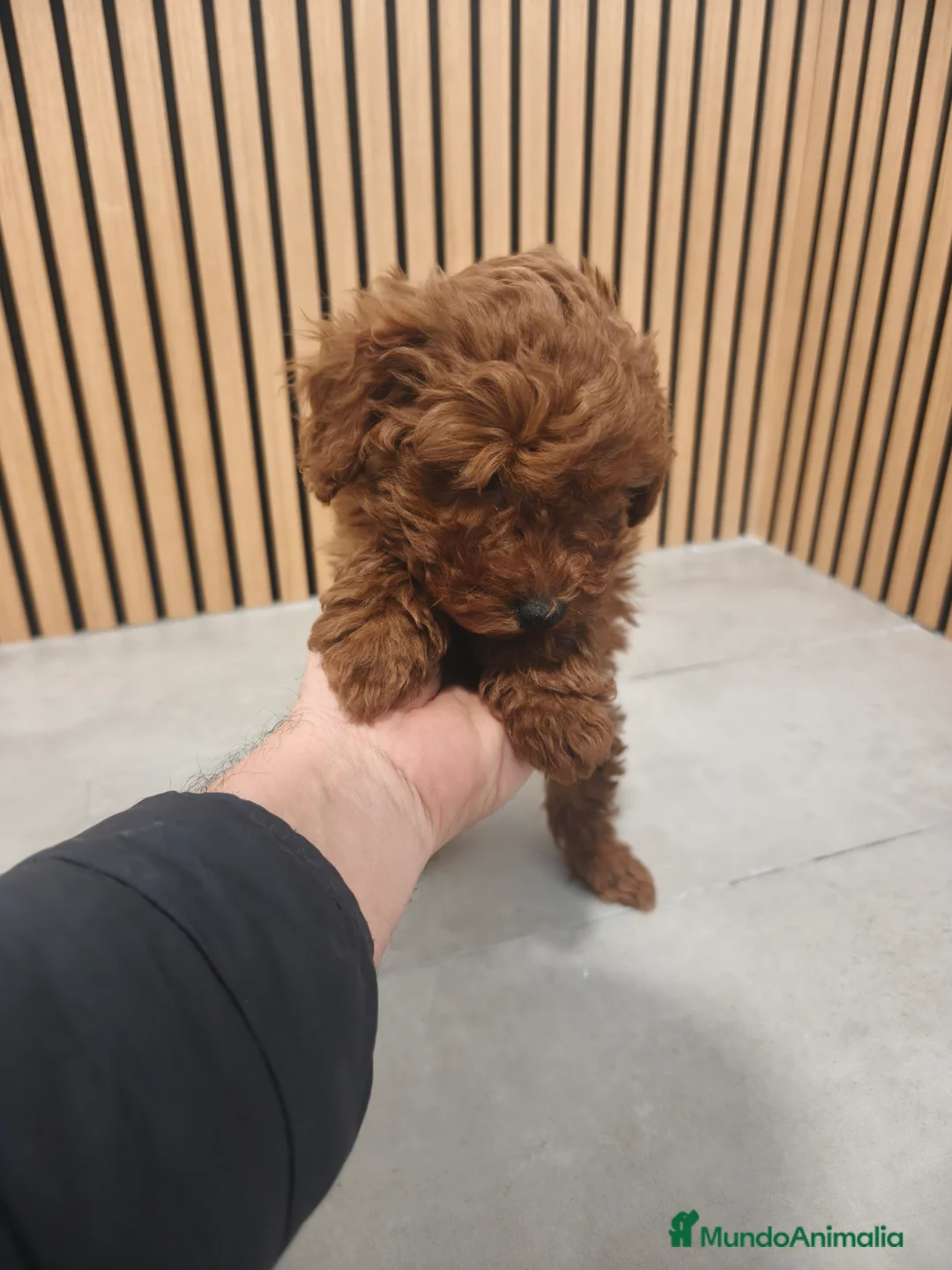 Caniche Toy perros en venta: Caniche Toy macho rojo pimentón  - Anuncio 5