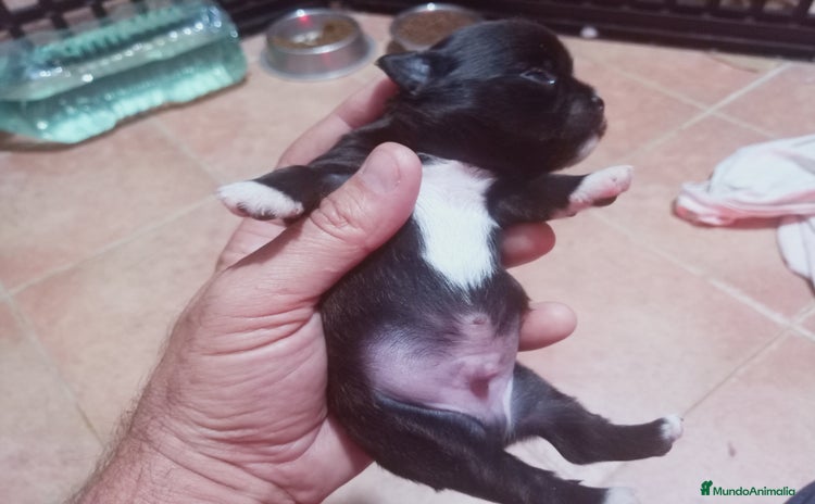 Chihuahua perros Camada de Paris Chihuahua  - Anuncio 1