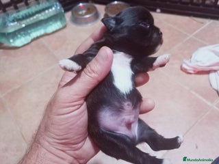 Chihuahua perros Camada de Paris Chihuahua - Anuncio 1