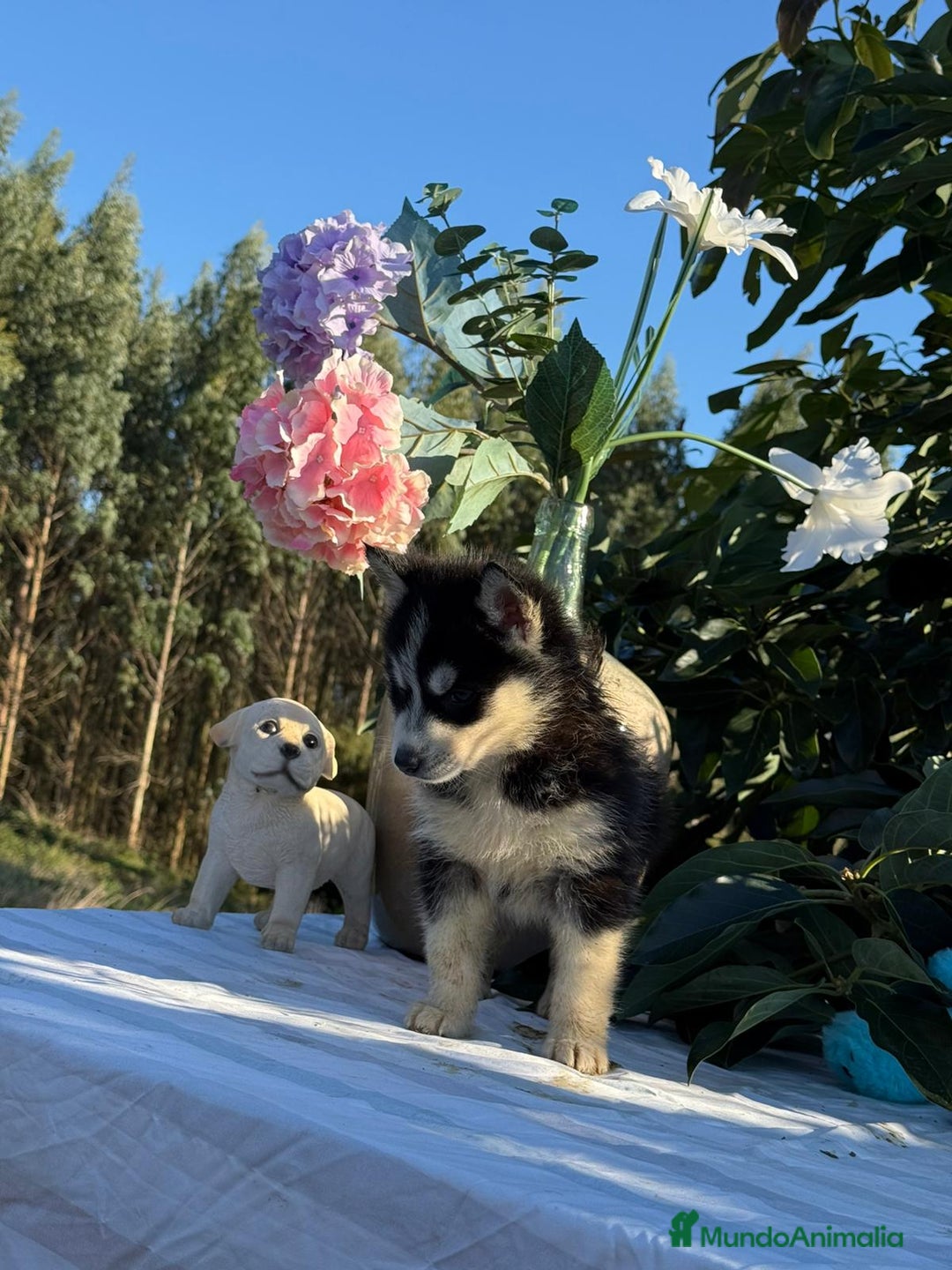 Husky Siberiano perros en venta: Husky hembra  - Anuncio 2