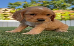 Cocker Spaniel Inglés perros en venta: COCKER SPANIEL INGLES HEMBRA - Imagen 10