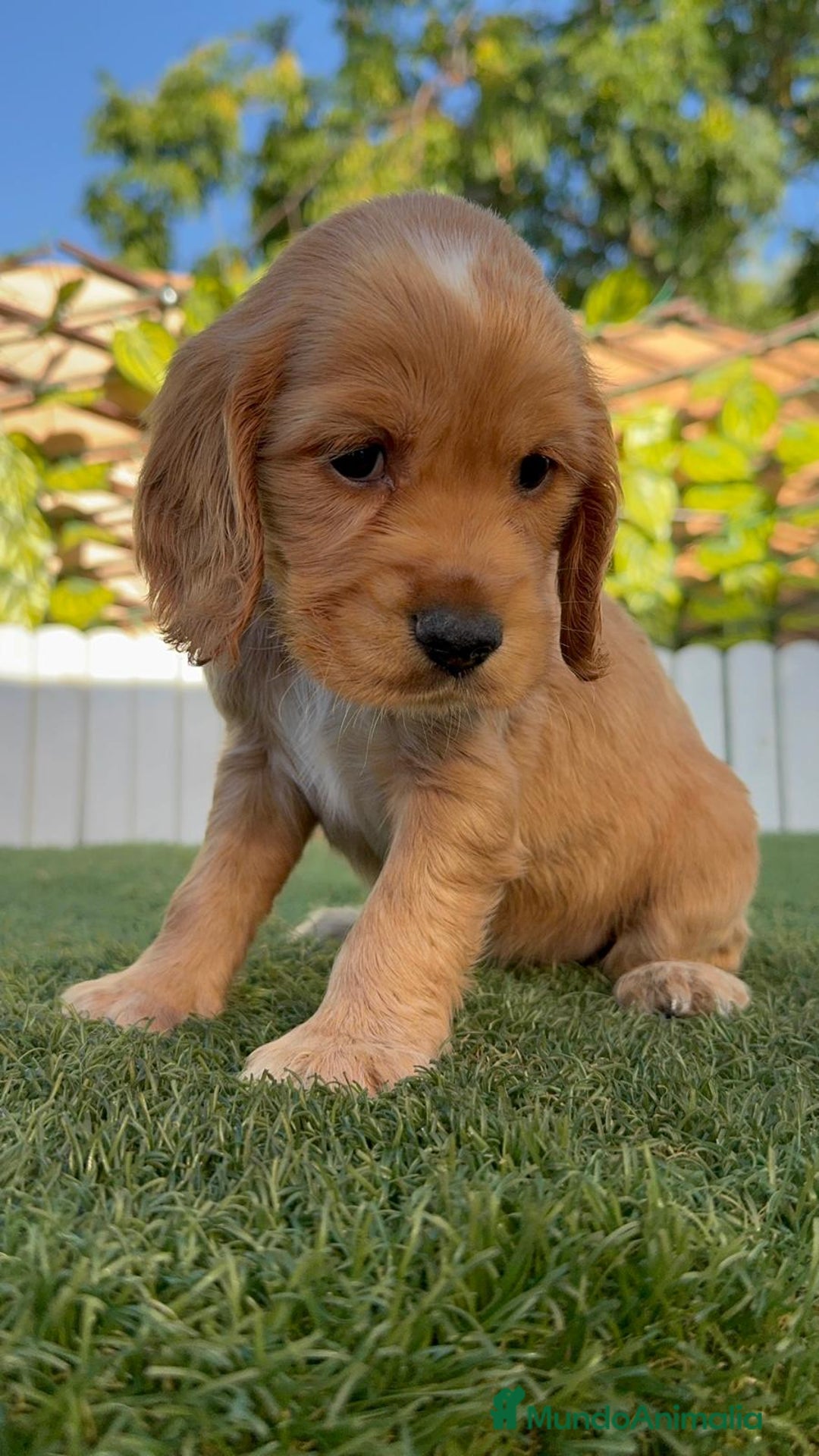 Cocker Spaniel Inglés perros en venta: COCKER SPANIEL INGLES HEMBRA - Imagen 10
