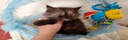 Persa gatos en venta: Gatitos persa Himalayos  - Anuncio 6