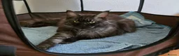 Maine Coon gatos en venta: GATITOS MAINE COON - Anuncio 4