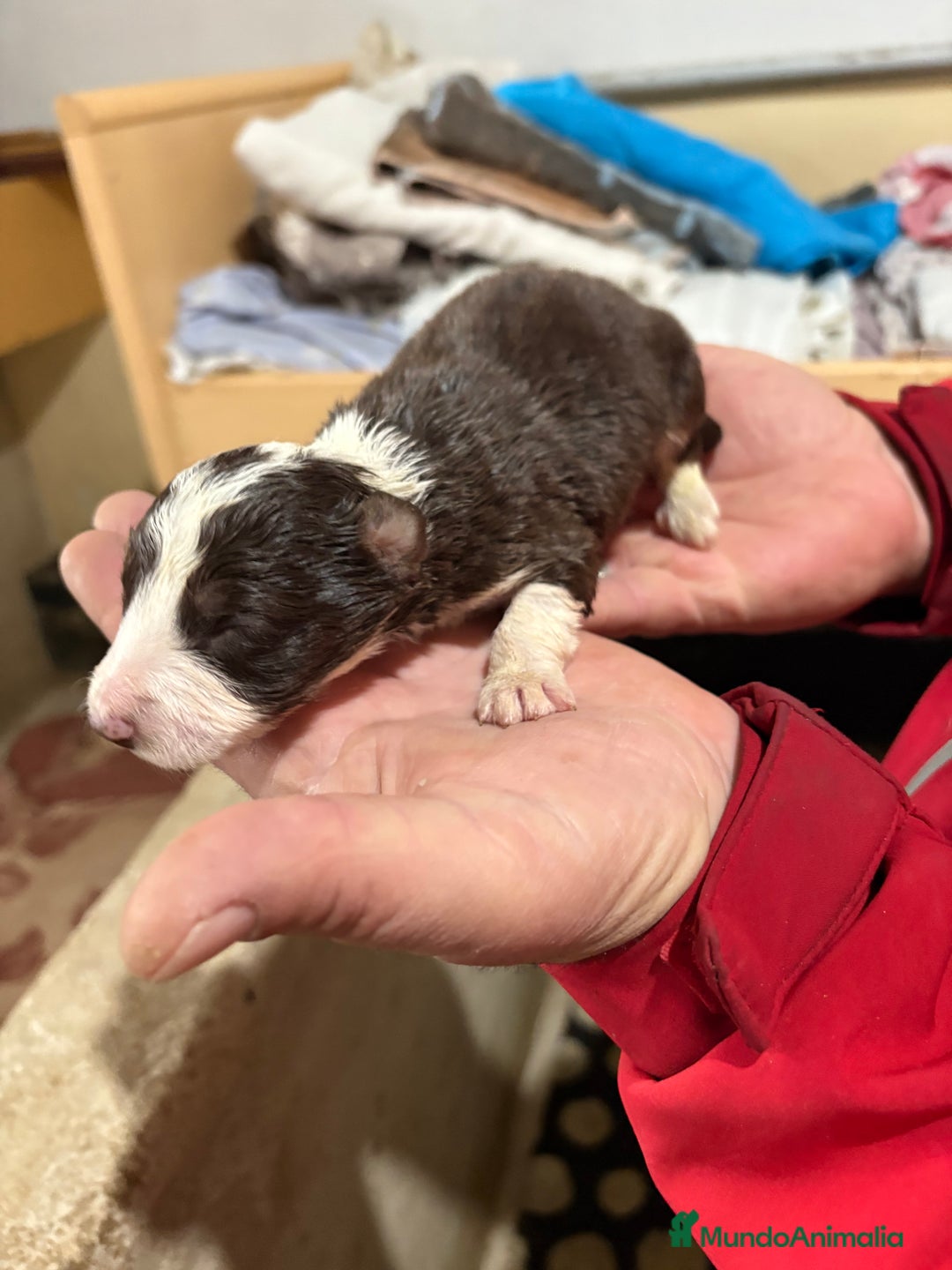 Border Collie perros en venta: Cachorros border collie machos y hembras varios  - Anuncio 36