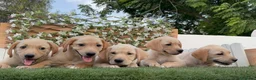 Labrador Retriever perros en venta: LABRADOR RETRIEVER - Anuncio 2