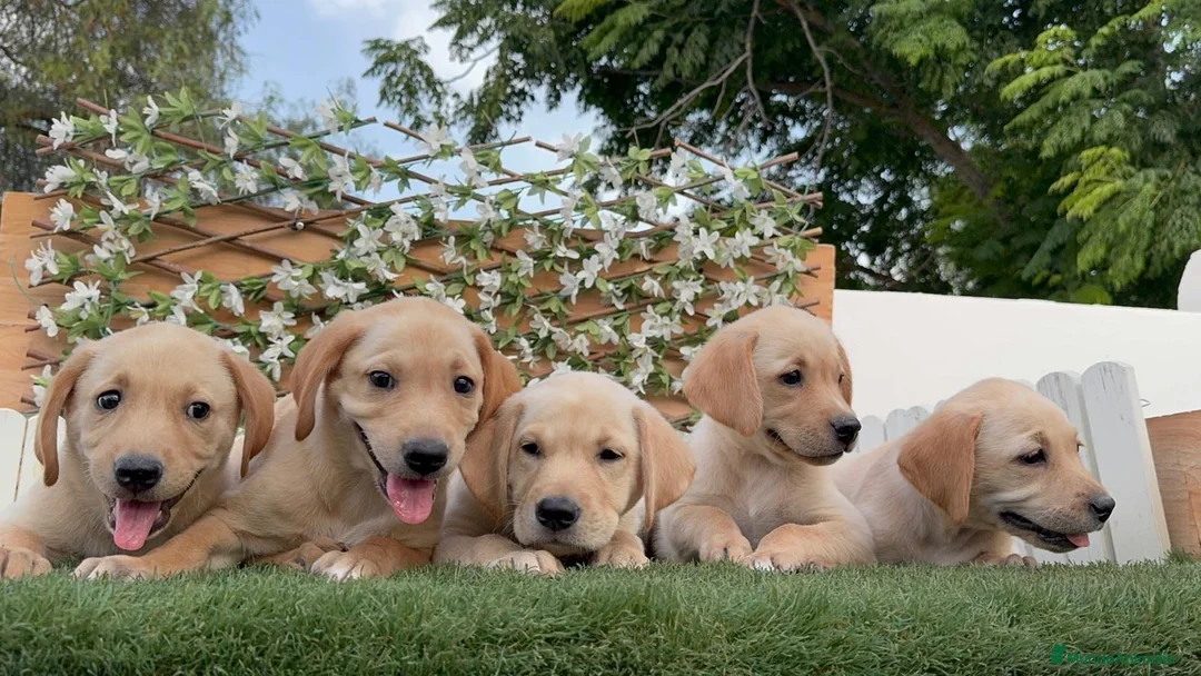 Labrador Retriever perros en venta: LABRADOR RETRIEVER - Anuncio 2