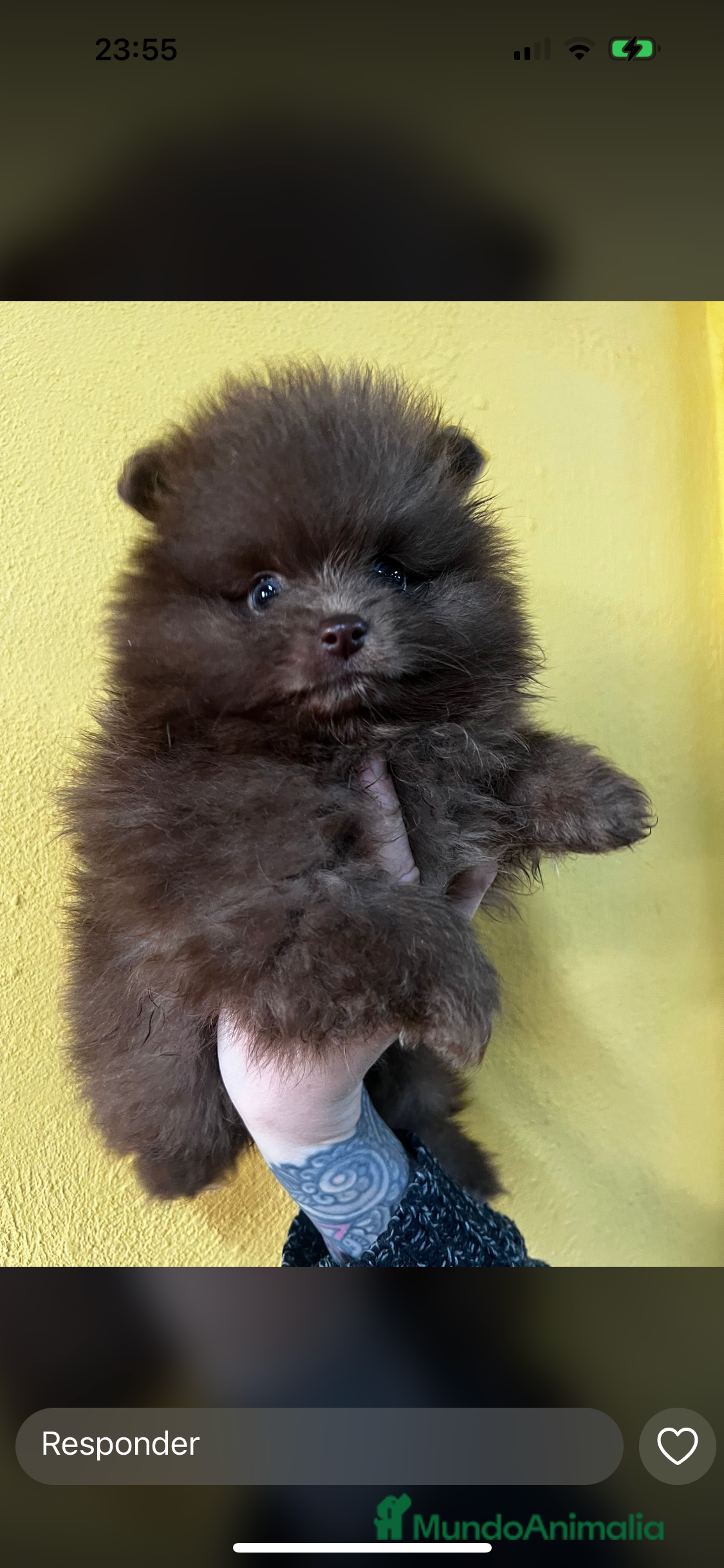 Pomerania perros LULU POMERANIA CHOCOLATE HEMBRA en Barcelona - Anuncio 2